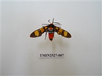 藏品(紅腹鹿子蛾)的圖片